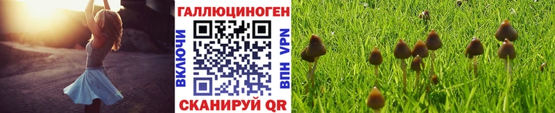 Псилоцибиновые грибы GOLDEN TEACHER  купить наркотики цена  Павловск 